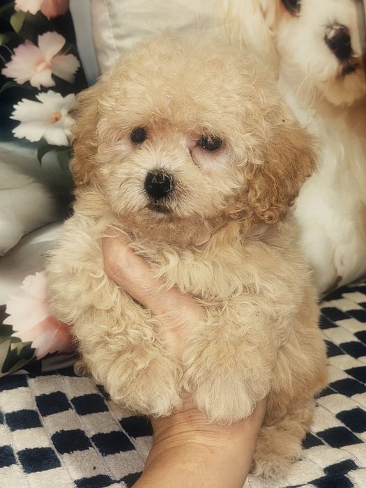 Mała suczka Maltipoo
