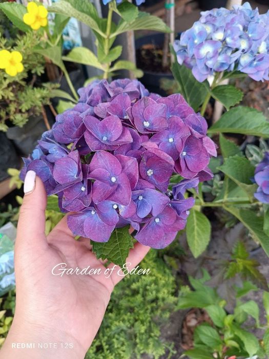 Саженцы крупнолистной( крупнолистовой) гортензии. Саджанці гортензії