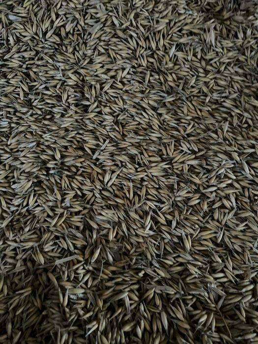 owies-60zł/100kg, pszenżyto-70zł/100kg