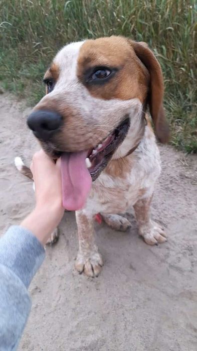 Oddam psa typu Beagla