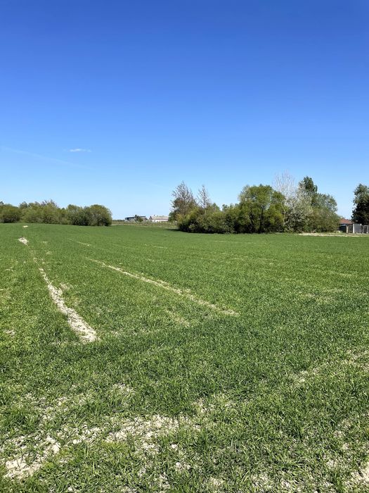 Działka budowlana 950 m² | WZ | przy drodze asfaltowej | Drużyny - Widok 2