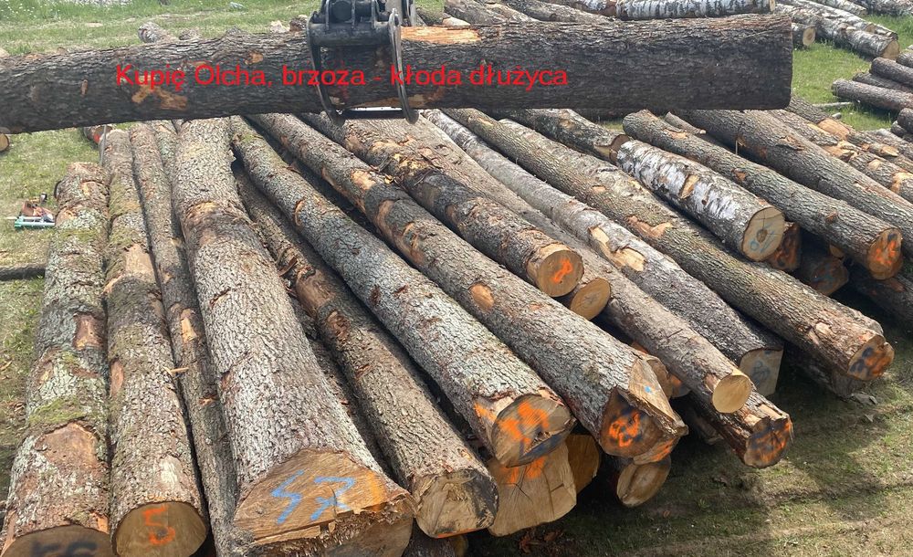 Brzoza, tartaczna - kłody, dłużyca, sosna papierówka