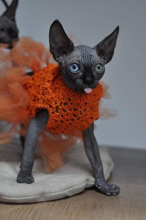 Kotka sfinks z heterochromią