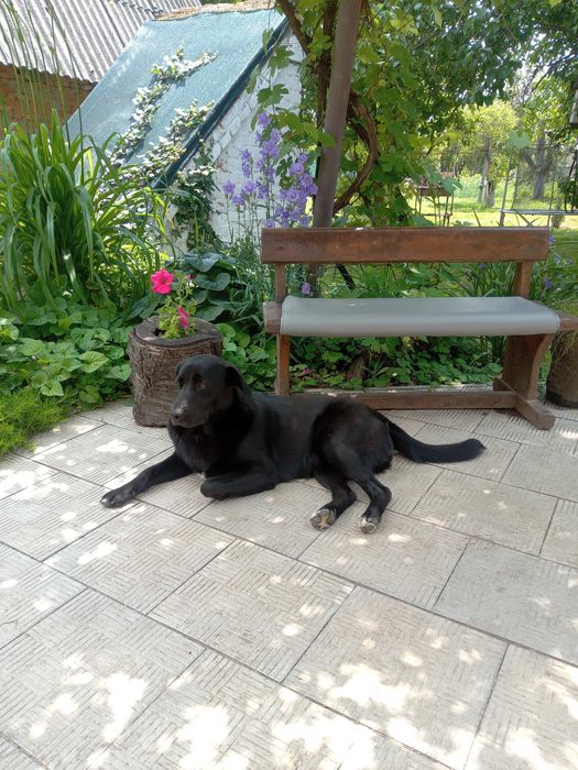 Цуценята від  метиса лабрадора