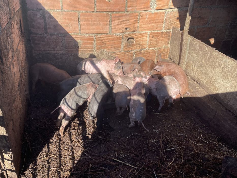 Leitoes ja desmamados