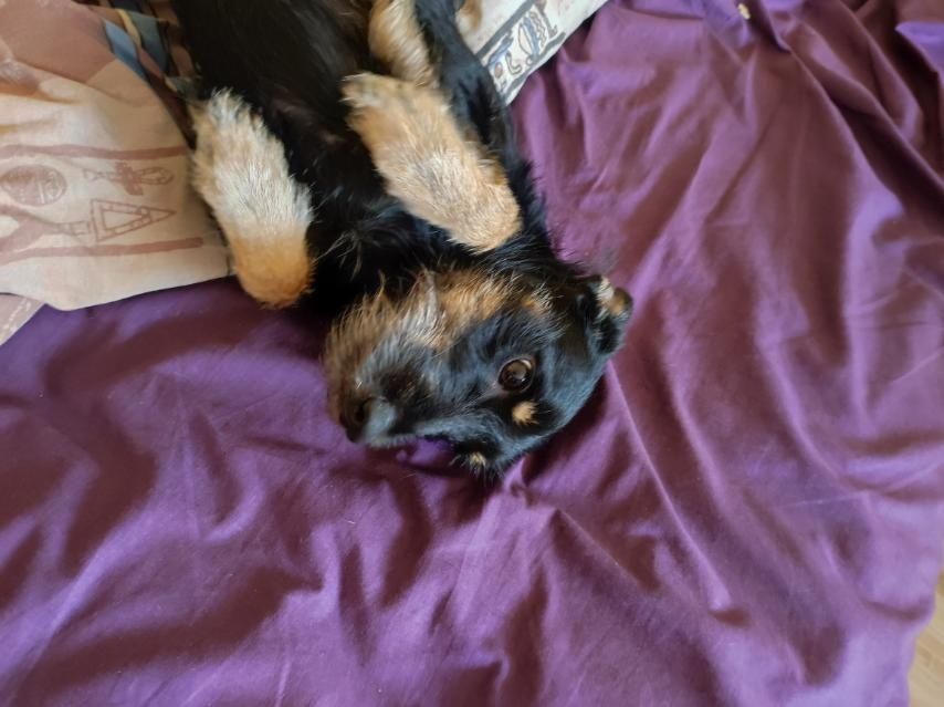 В добрі руки, песик для приватного будинку