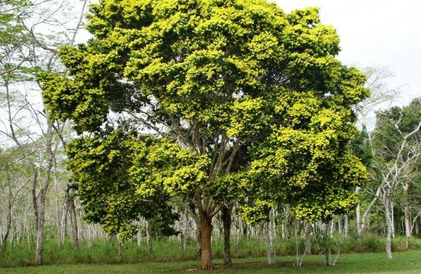 Sementes de molina, falso pau do brasil, Tara Spinosa