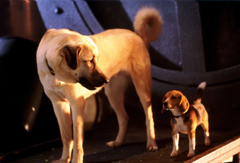 COMO CÃES E GATOS (Alec Baldwin/Tobey Maguire) vão ficar eriçados...