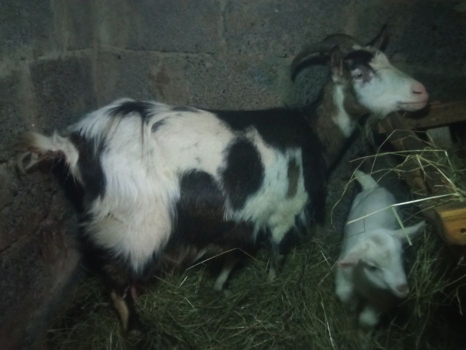 Породиста коза!!