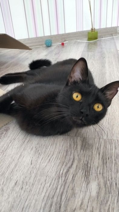 Кастрований котик в добрі руки