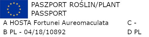 FUNKIA fortunei Aureomaculata - sadzonki w doniczkach