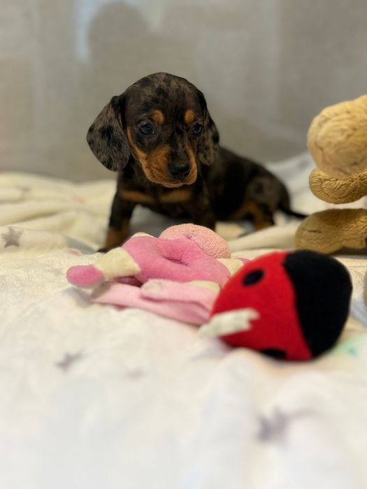 Teckel menina Arlequim miniatura