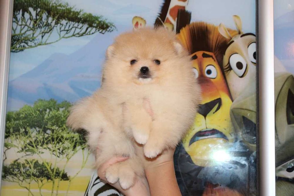 Продаются Шпицы в типе мишки.