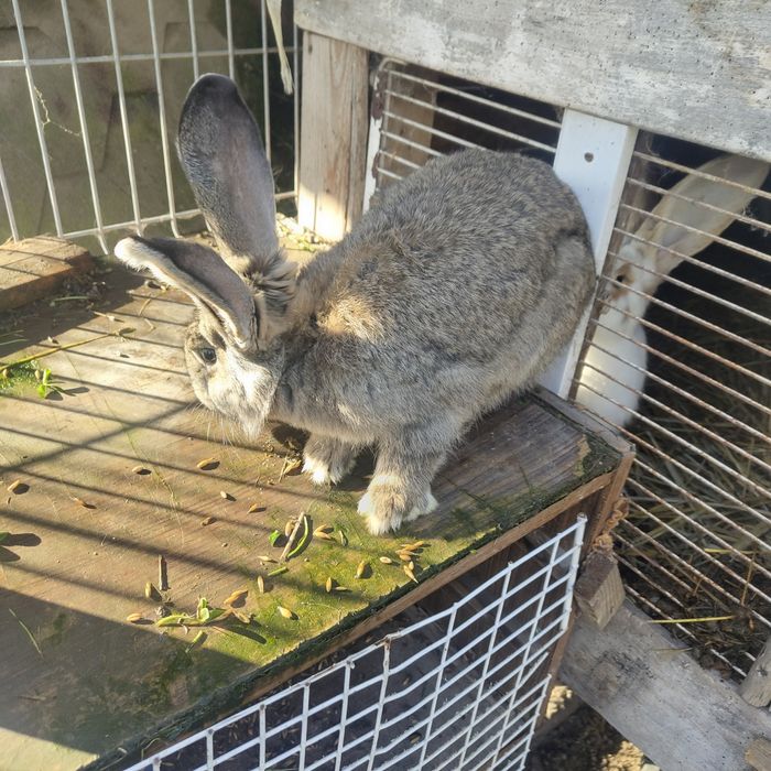 Sprzedam samce i samice Belg