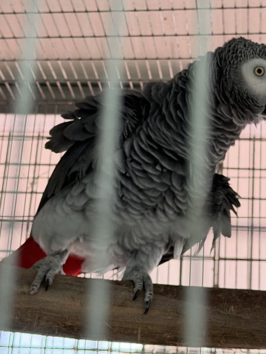 Macho papagaio cinzentos reprodutor