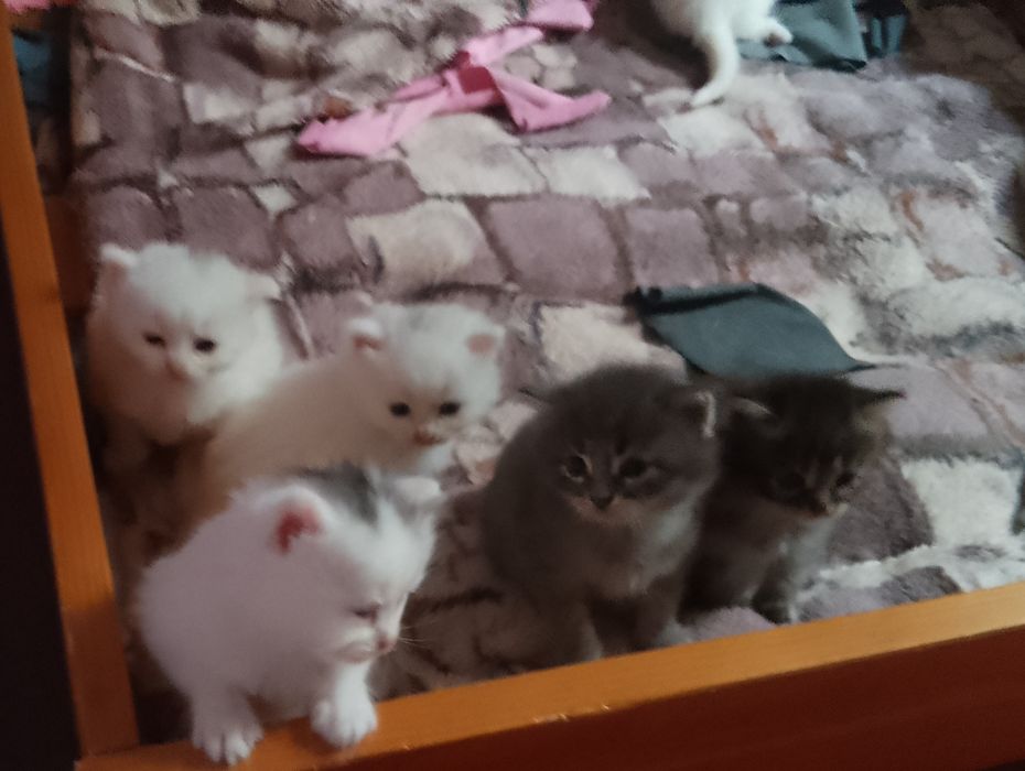 Бронювання котенят