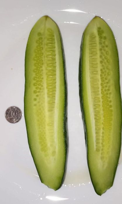 Nasiona kolekcjonerskie ogórka gruzińskiego