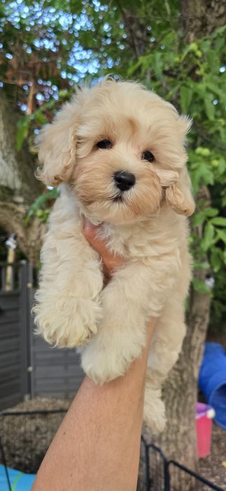 Maltipoo / chłopczyk