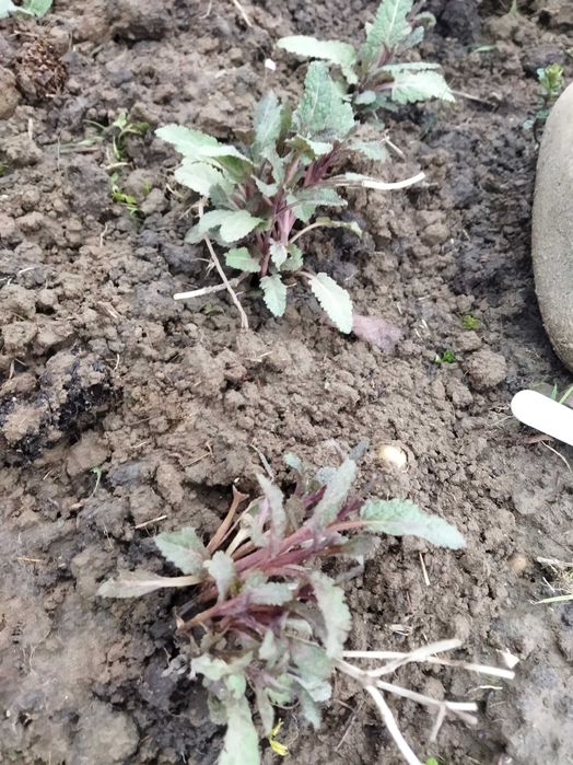 Саджанці шавлії лікарської,мускатної,. Карадонна Аметист, Пурпур. дощ