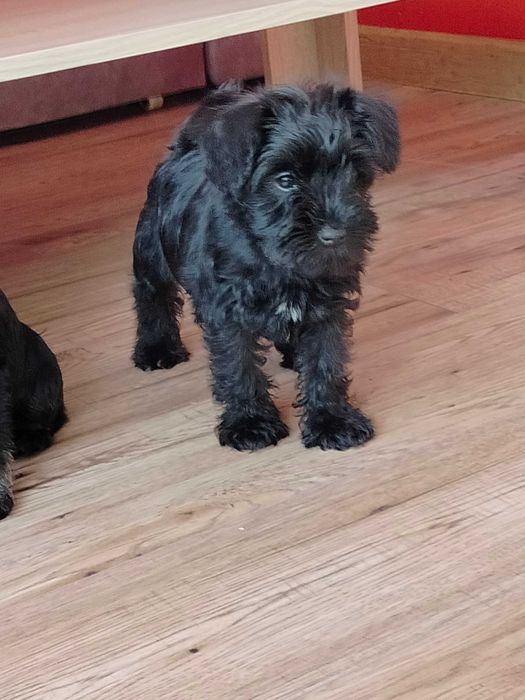 Sznaucer Miniaturowy