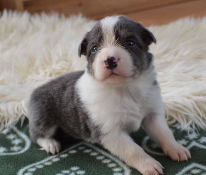 Suczka Border Collie ZKwP / FCI niebieska tricolor