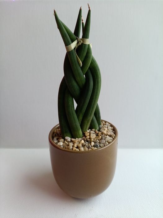Wężownica Sansevieria cylindryczna Twist doniczka