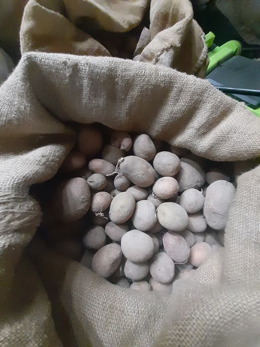 Дрібна картопля для відгодівлі