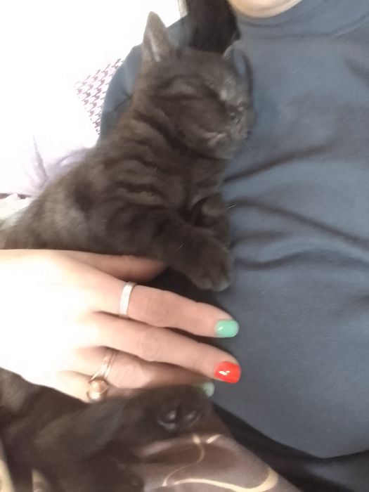 Шотландські кошенята