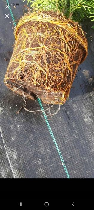tuje szmaragd 100 cm thuje w doniczkach na żywopłot  sadzonka