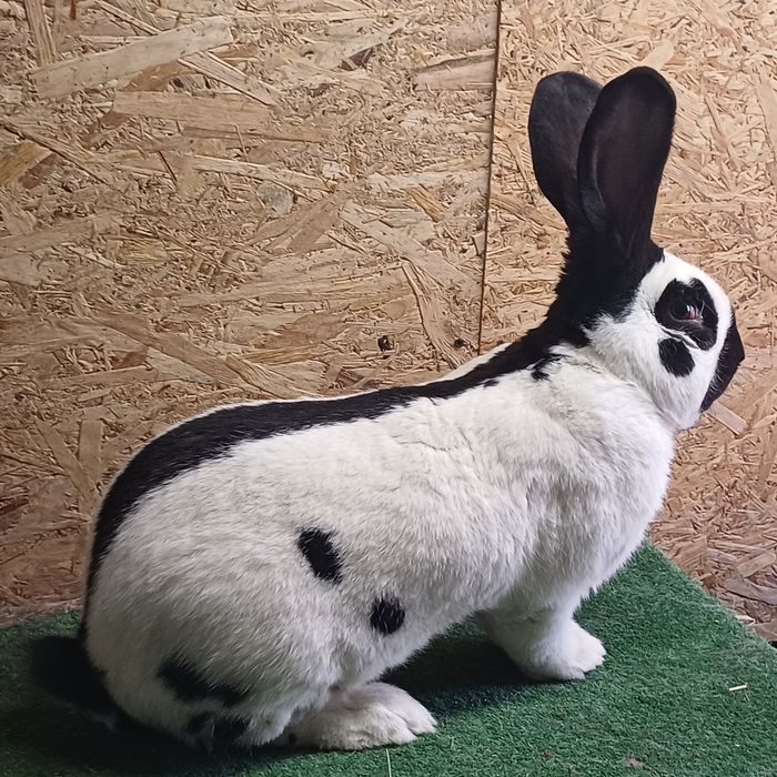 Samiec Olbrzym Srokacz Czarny z rodowodem.