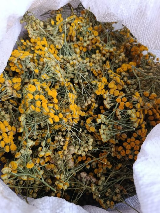 Продам сухий цвіт пижмо