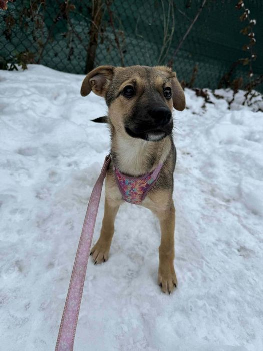 Pyza szczeniaczek pilnie prosi o dom