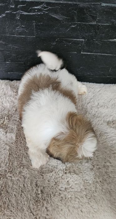 Shih-tzu macho espetacular