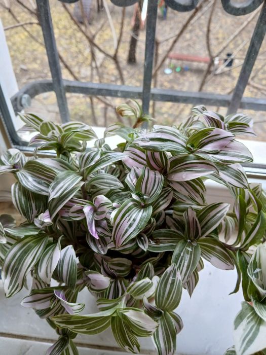 Продам цветы комнатные  традесканции