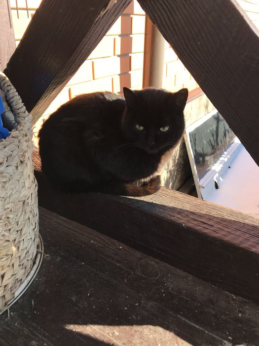 Котенята котики маленькі