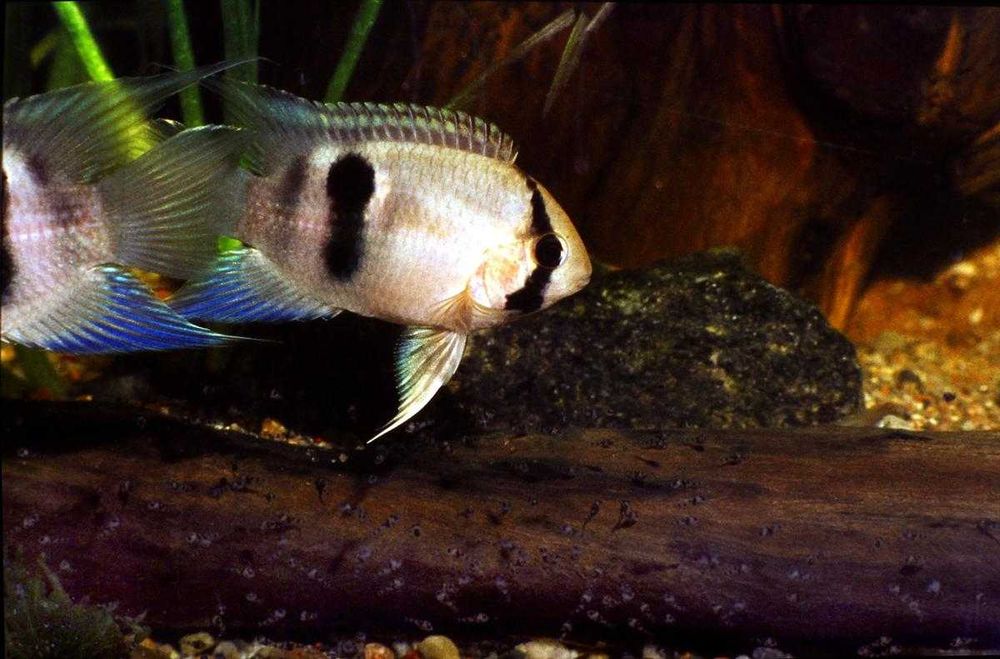 Akara z Maroni - Cleithracara maronii - dowozimy, wysyłamy