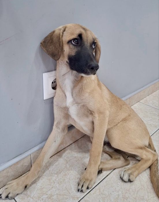 Cãozinho 4 meses para adoção responsável