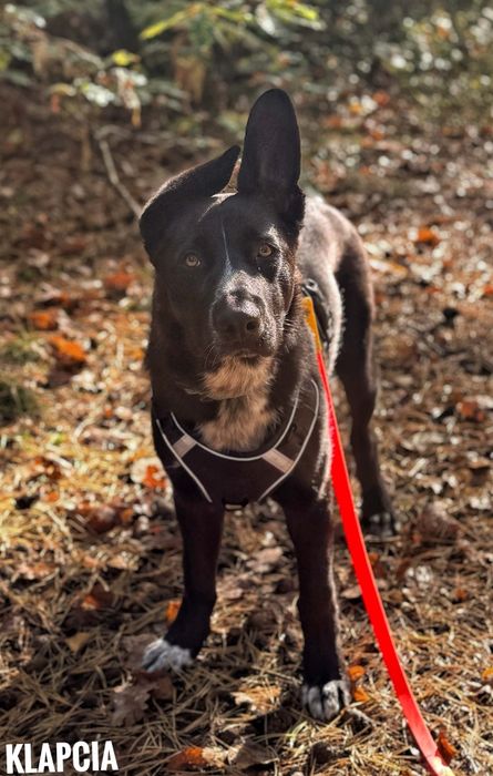 8 miesięczna duża suka do adopcji
