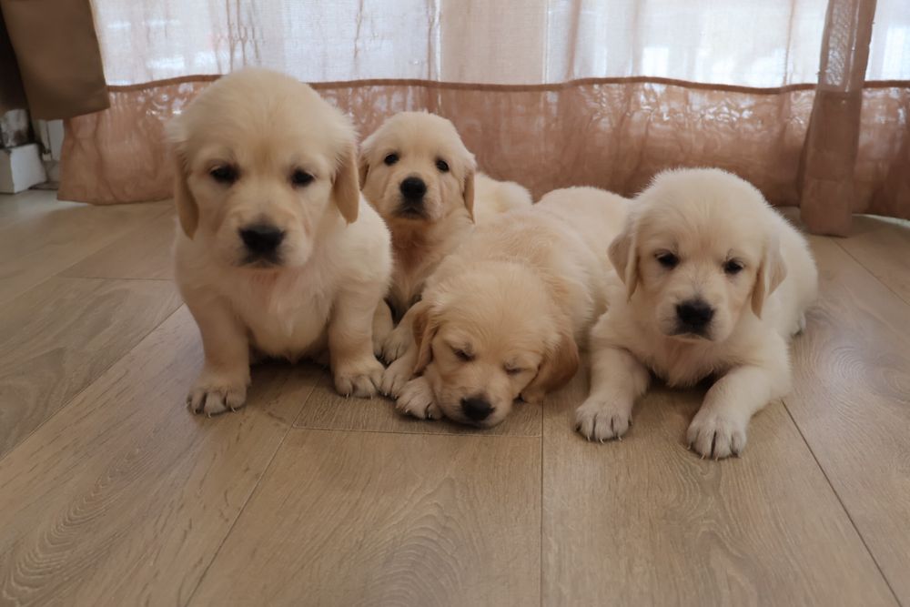 Golden retriever
