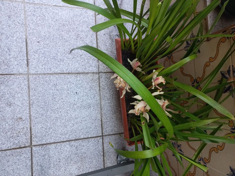 Vaso retangular com orquídea