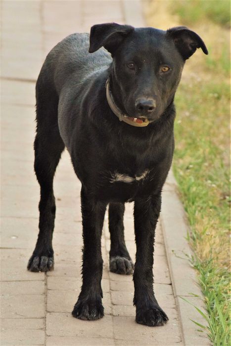 Około 1,5 roczna Hera czeka na odpowiedzialny dom!