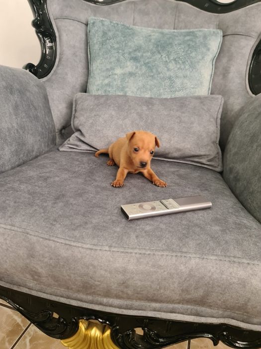 Pinscher miniatura
