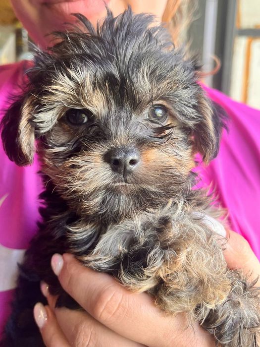 Прекрасні Йоркіпу шукають люблячу сім'ю