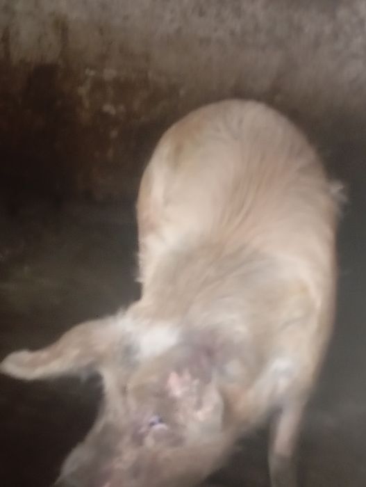 Porco  com 1 ano  caseiro