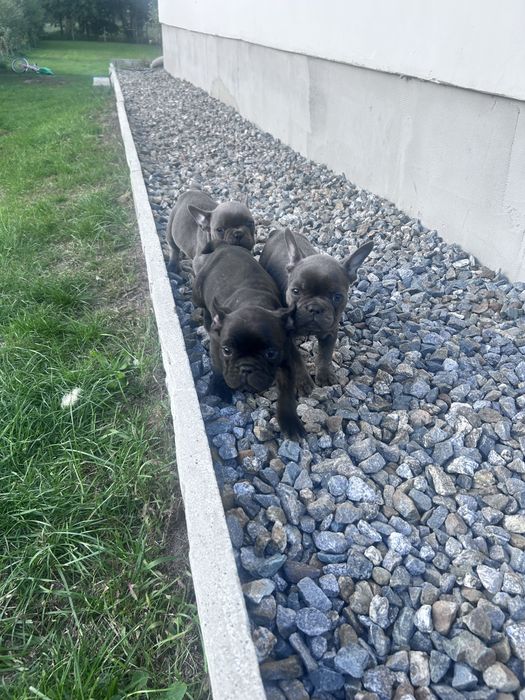 Szczeniaki buldog francuski