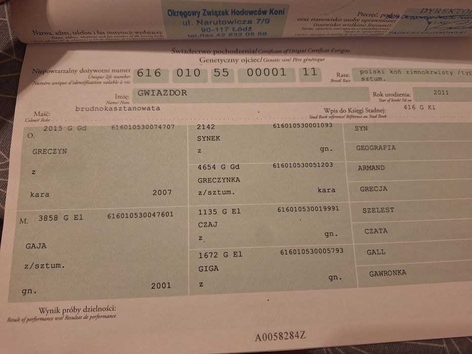 Klacz źrebna z licencją