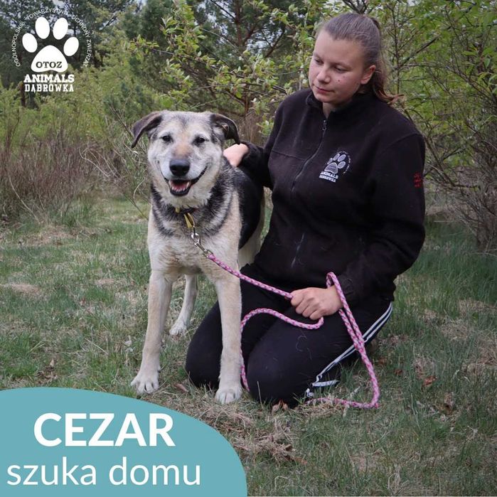 Cezar szuka domu!