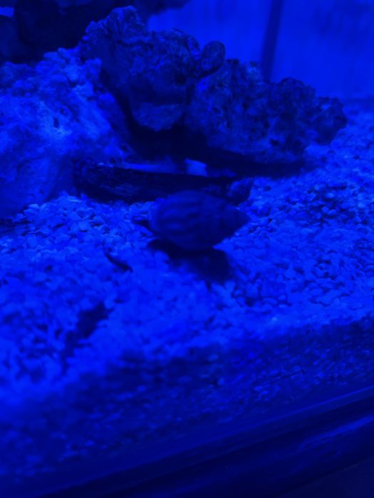Vendo nassarius vibex aquario marinho