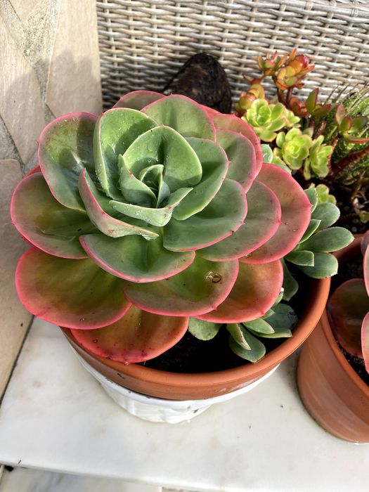 Suculenta Echeveria