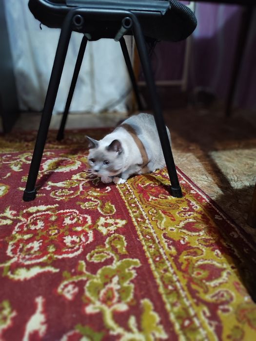 Віддам кішечку доброму господарю